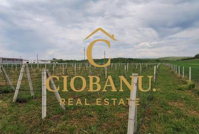 Teren intravilan cu PLANTATIE DE GOJII de vanzare in Racari - 17