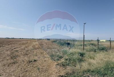 Teren agricol 16.750mp în Cârcea, imprejmuit, cultura capsuni, solarii - 14
