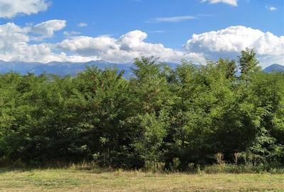 Teren la padure de vanzare Talmaciu Podu Olt - 6