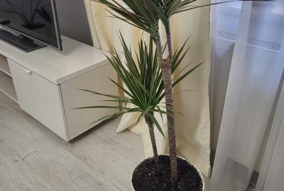 3 Splendida in Primaverii, renovat recent, curte, parcare,INCHIRIATA - 16