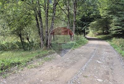 Teren de vis de 2.800 mp pe Valea Tărcăului – Cu lac natural și pădure - 9