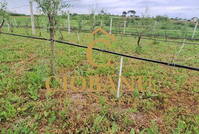 Teren intravilan cu PLANTATIE DE GOJII de vanzare in Racari - 15