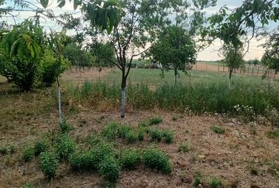 Vanzare Casa in localitatea Bodrogu Nou - 7