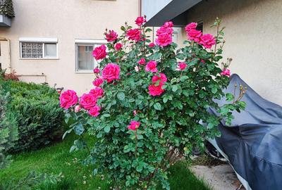 🏡 2 camere GreenField (cartier RUBIN) - Baneasa de inchiriat - 5