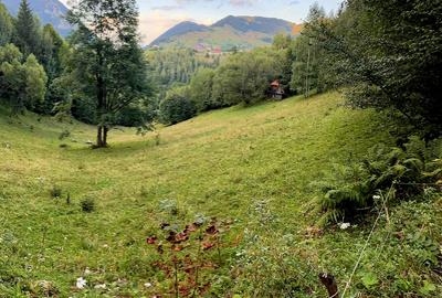 Teren extravilan 8635 mp, Pestera /Brasov - 5