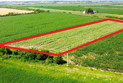 Teren extravilan - 5.000 m² in Botiz | 3 km de Satu Mare - 2