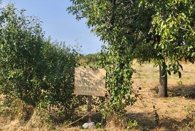 Teren Construcții intravilan de 1000 mp, în Cârcea