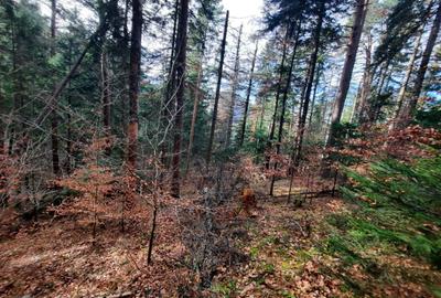 Teren agricol extravilan de 2500 mp, în Vădurele (Alexandru cel Bun)