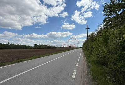 Teren agricol extravilan de 5000 mp, în Căscioarele (Găiseni)