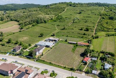 CRAMĂ PREMIUM DE VÂNZARE -60 HA- CONAC ISTORIC- PODGORIA DRĂGĂȘANI - 4