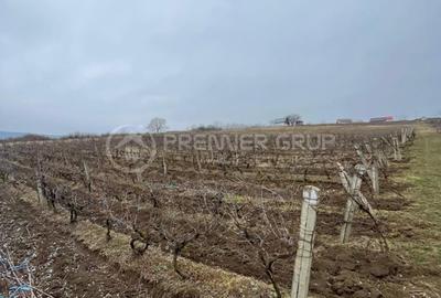 Teren 4.209mp, Chicerea, Comuna Tomești - 1