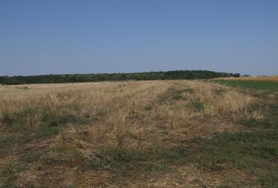 Teren Clinceni-Ordoreanu padure - 2