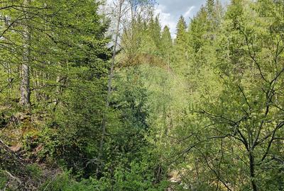 Teren 4048mp Campulung Moldovenesc, Strada Izvorul Alb, Suceava - 23