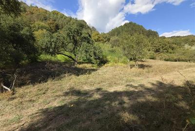 Teren la padure de vanzare Talmaciu Podu Olt - 4