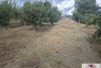 Teren Construcții intravilan de 1436 mp, în Micești
