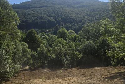 Teren Construcții intravilan de 2000 mp, în Teșila