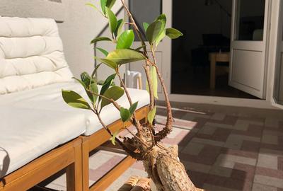Apartament 3 camere – Bulevardul Nicolae Bălcescu - 9