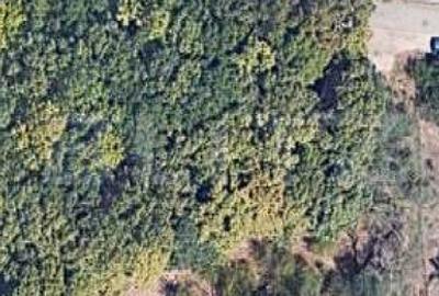 Teren intravilan 6.000 mp | Parcelabil | Teren plan | Padure - 1