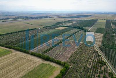 Teren 9 ha, Itești, Bacău - 4