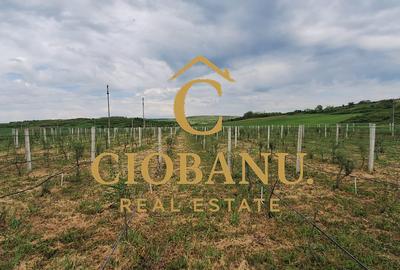 Teren intravilan cu PLANTATIE DE GOJII de vanzare in Racari - 12