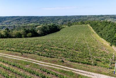 CRAMĂ PREMIUM DE VÂNZARE -60 HA- CONAC ISTORIC- PODGORIA DRĂGĂȘANI - 2