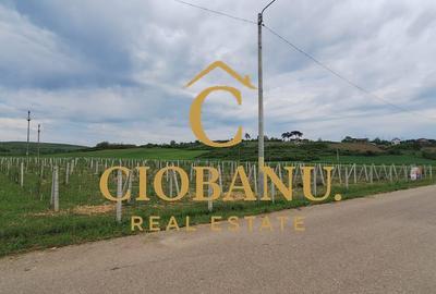Teren intravilan cu PLANTATIE DE GOJII de vanzare in Racari - 18