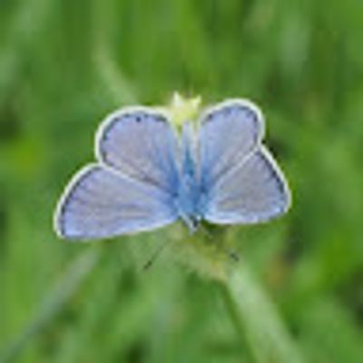 Mirabela Nita