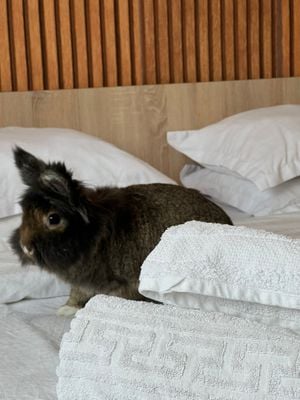 BUNNY Property Management Bucharest