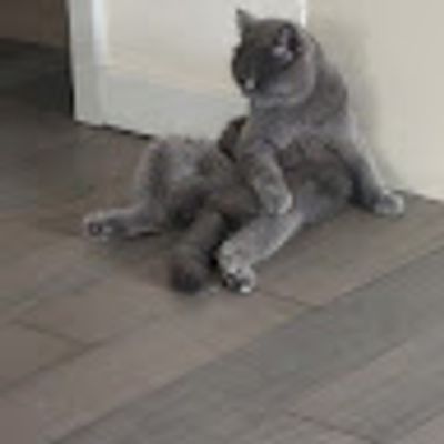 ozi 