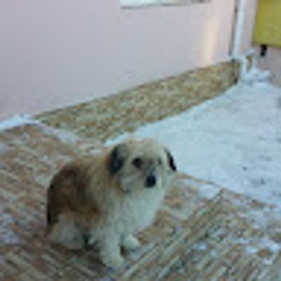 Bălașa marius