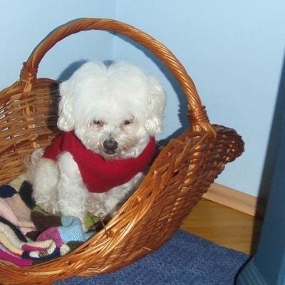 Andries Cristian Daniel