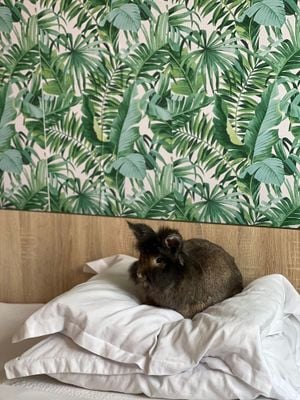 BUNNY PROPERTIES