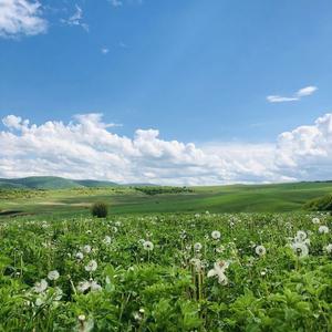 Teren de 120000 mp, în Baciu