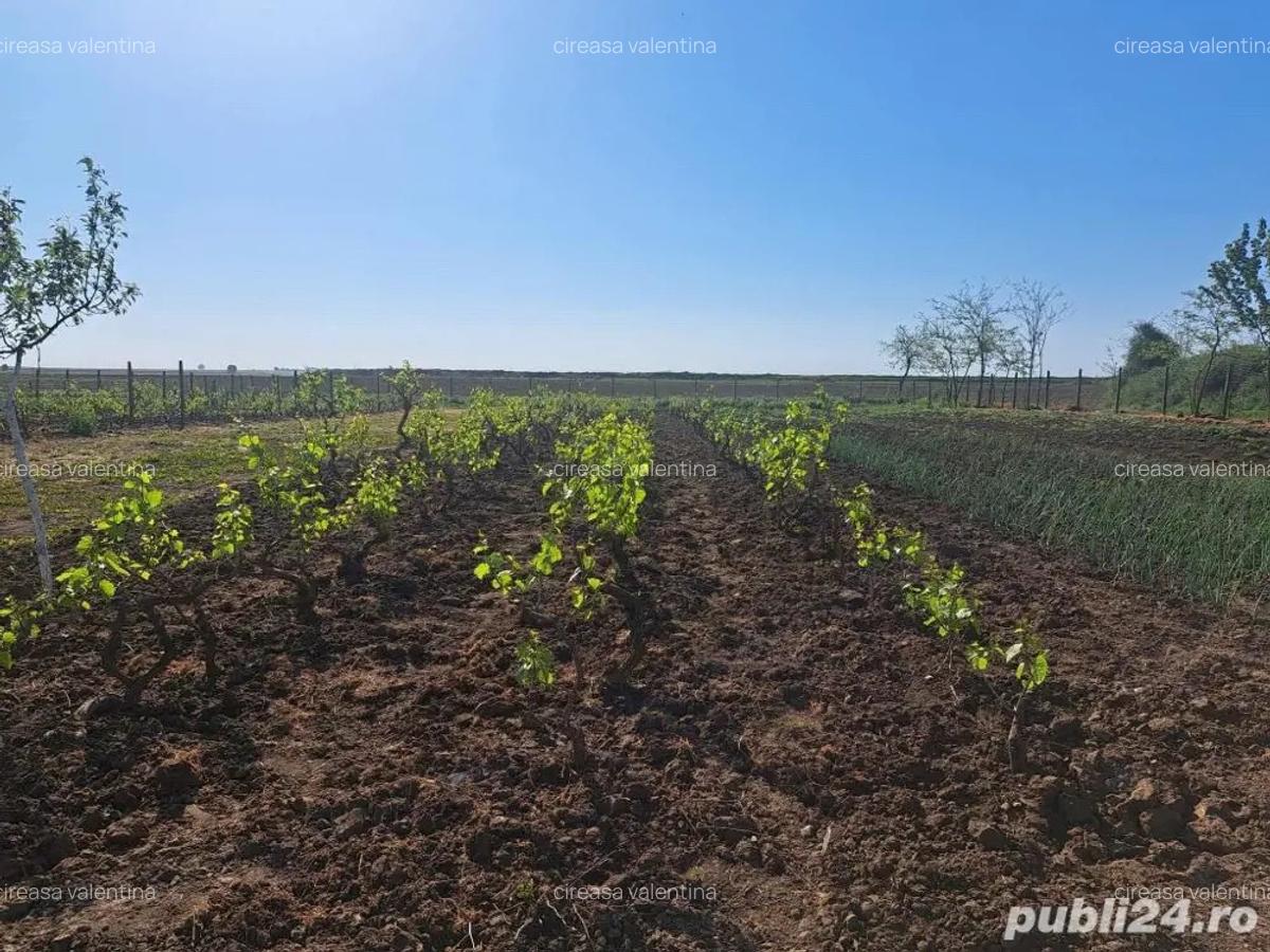Casa cu teren generos de vanzare comuna Ro?iori, jude?ul Braila - 3