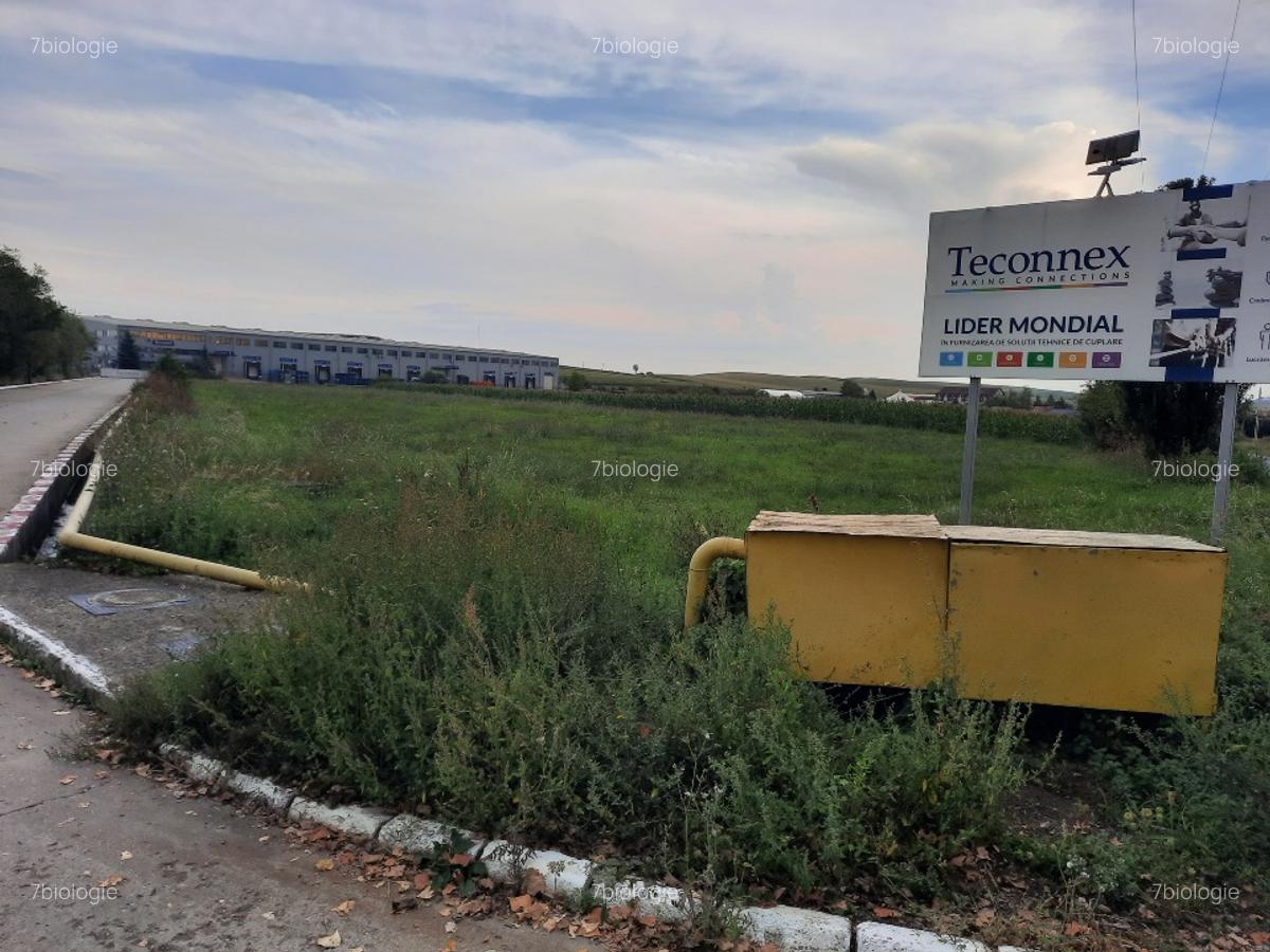 Teren, 5800 mp, intravilan in Comuna Tureni, Jud Cluj - 2