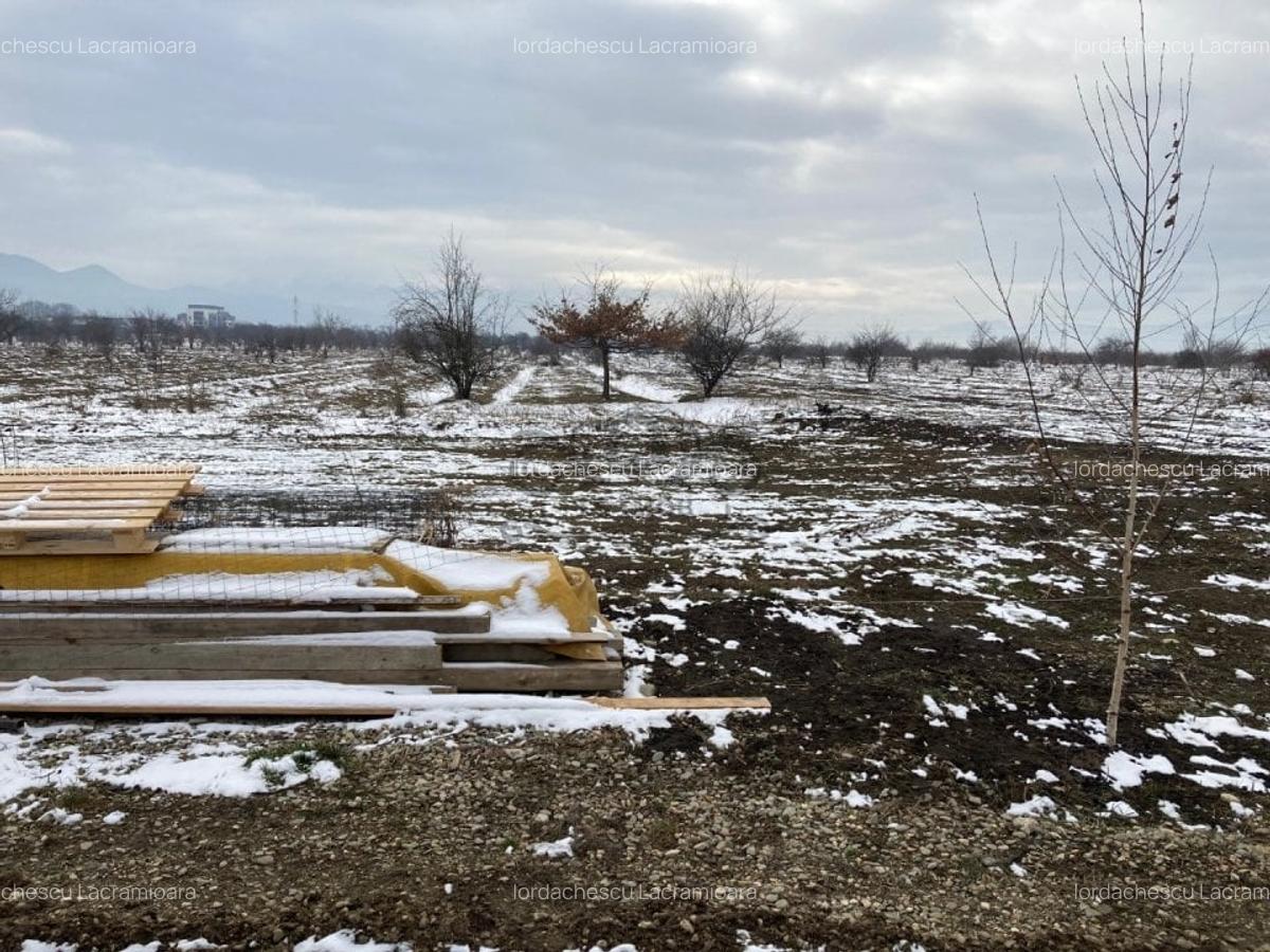 Teren Construcții intravilan de 6000 mp, în Ghimbav - 1