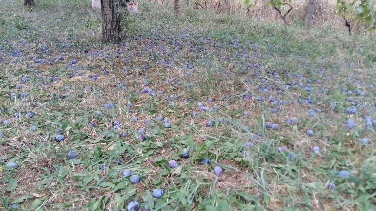 Teren Oradea 3.152 mp front 22.5 m str Fagetului - 3