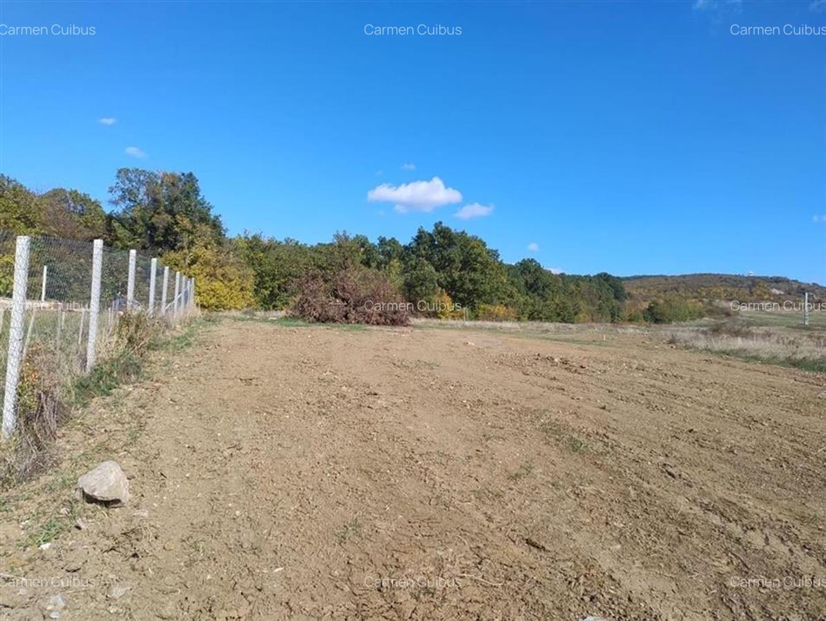 RECO Teren intravilan Betfia - 1
