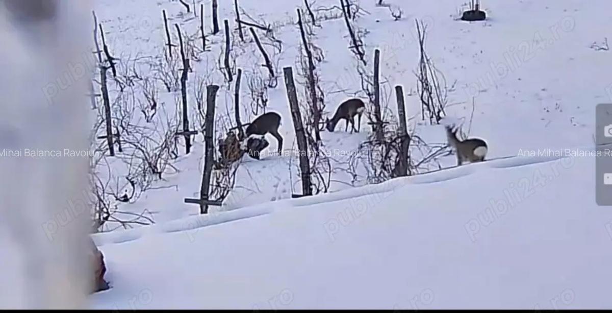 2 Casa padure + 4800 teren langa Focsani - 2