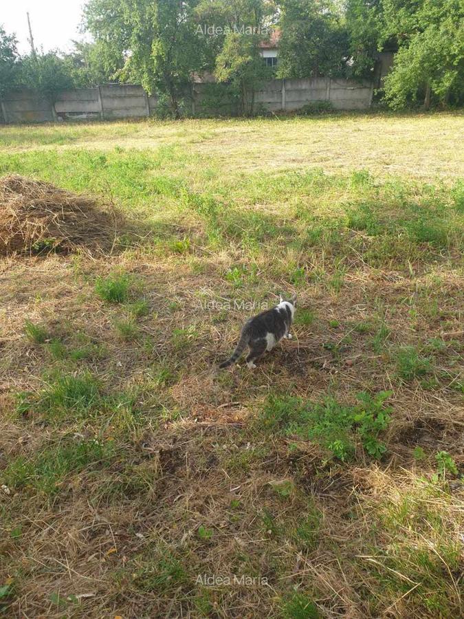 Vanzare casa in Darmanesti, jud Dambovita - 5