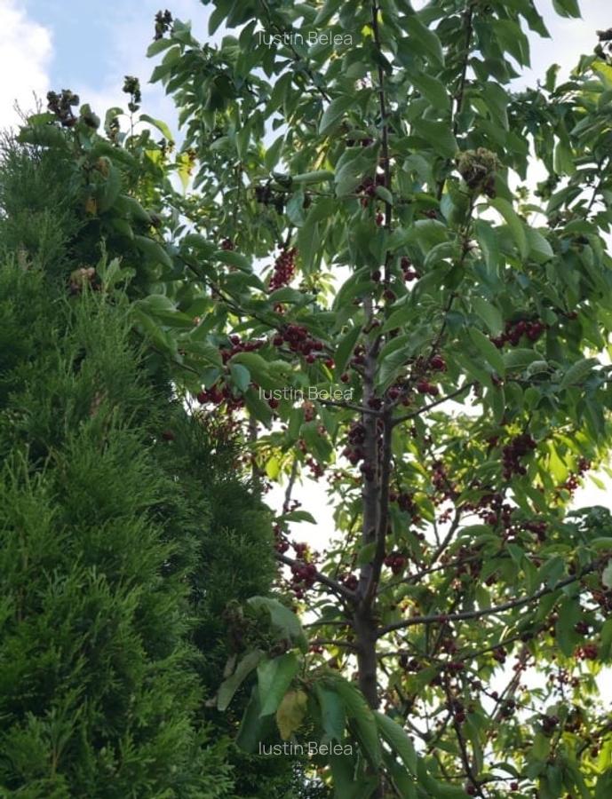 Casă Individuală de Vânzare - Proprietar, 0% Comision - 14