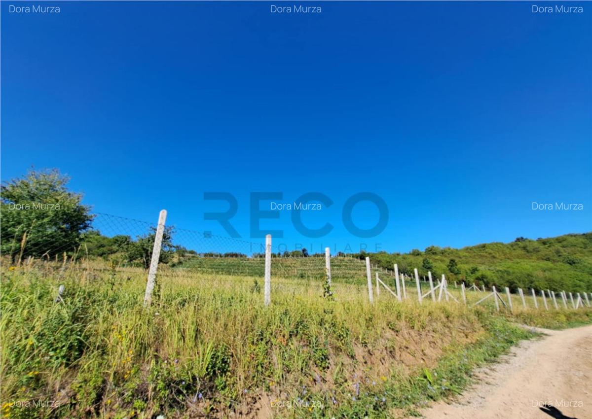 RECO teren intravilan Podgoria - 1