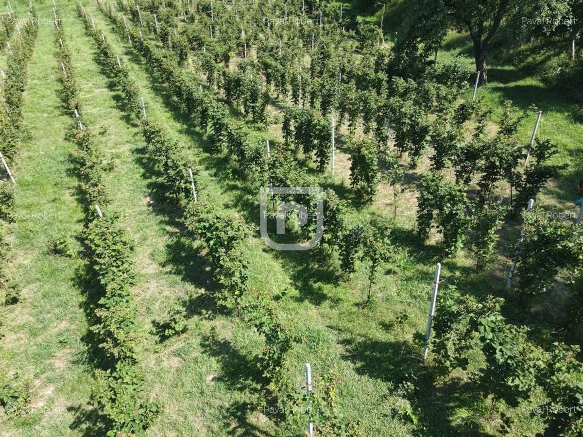 Ferma agricola, plantatii de mure, trandafiri, vita-de-vie - 3