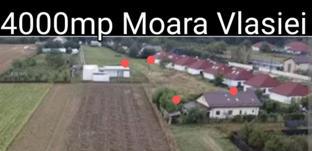 Vand teren intravilan Moara Vlasiei - 1