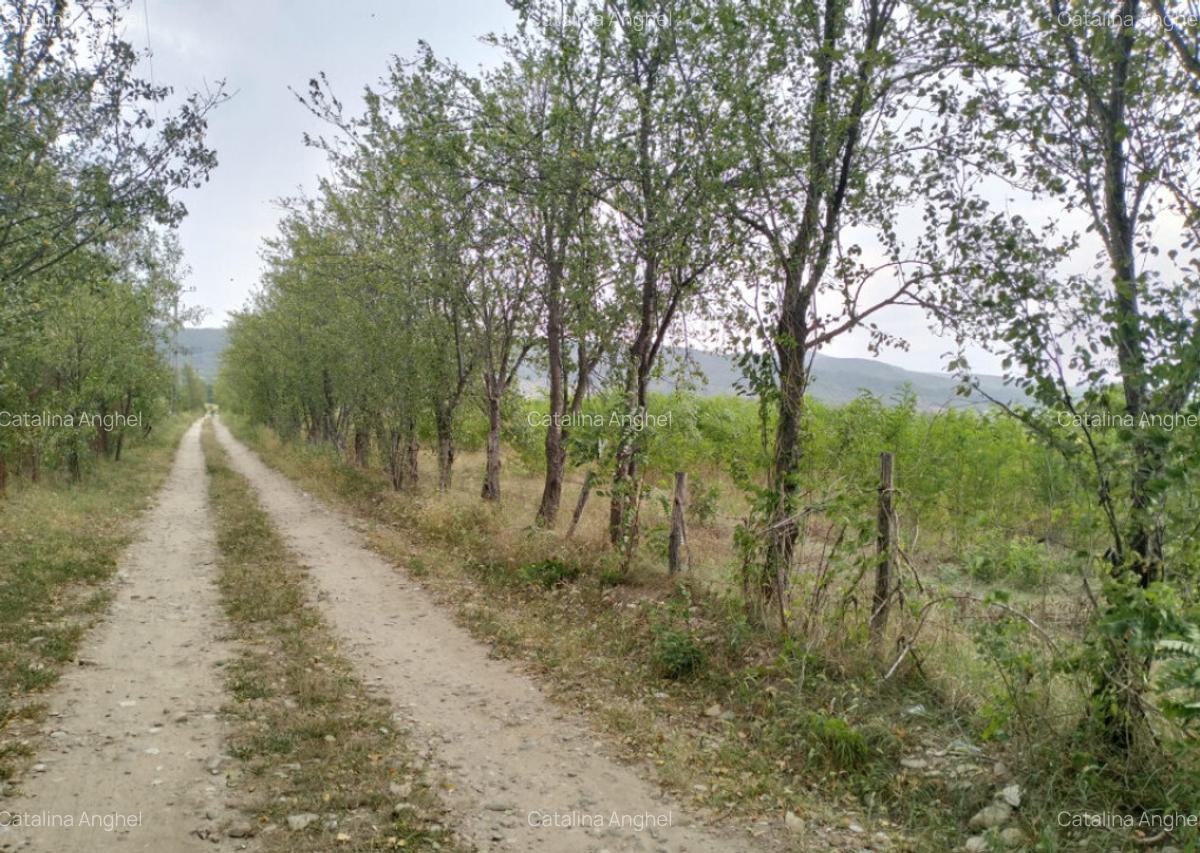 Oportunitate de investitie, teren intravilan, 6018 mp, Ungur - 3