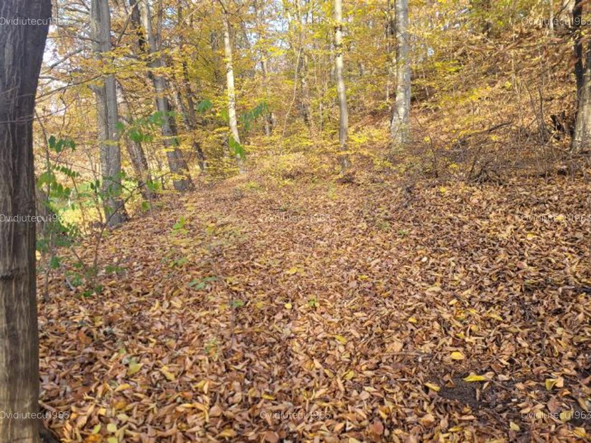 Vand teren cu padure la 5 km de Curtea de Arges,zona deal-munte,zona superba - 8