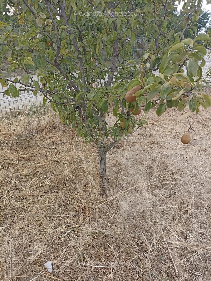 Casa 3 camere de vanzare comuna Bulbucata - 4