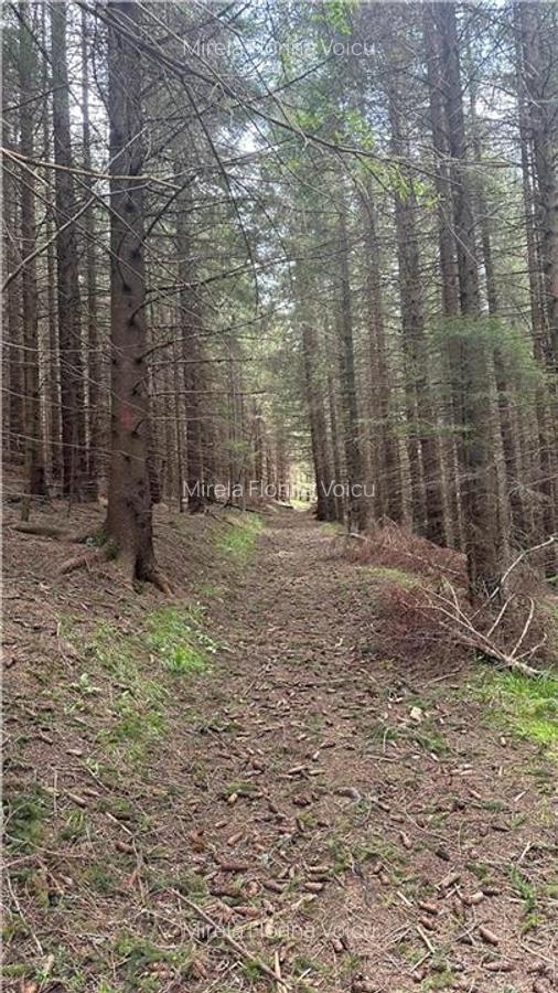 Teren 1400mp intravilan padure in statiunea Paltinis -zona statia Meteorologica - 7