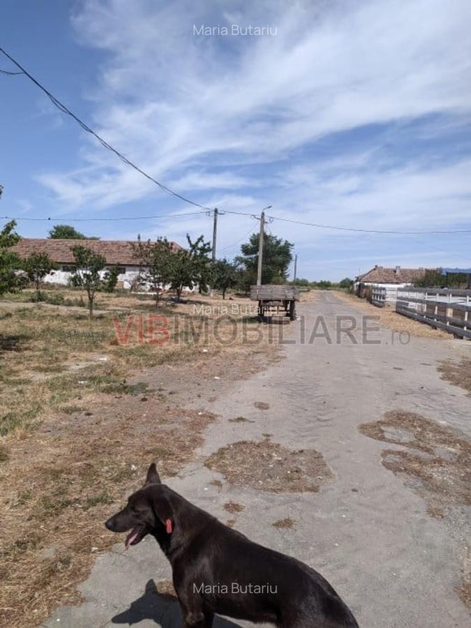 Ferma Zootehnică Mixtă – Cernateaz, Timiș | 9,5 ha | Hale Moderne, Casă 20 - 6