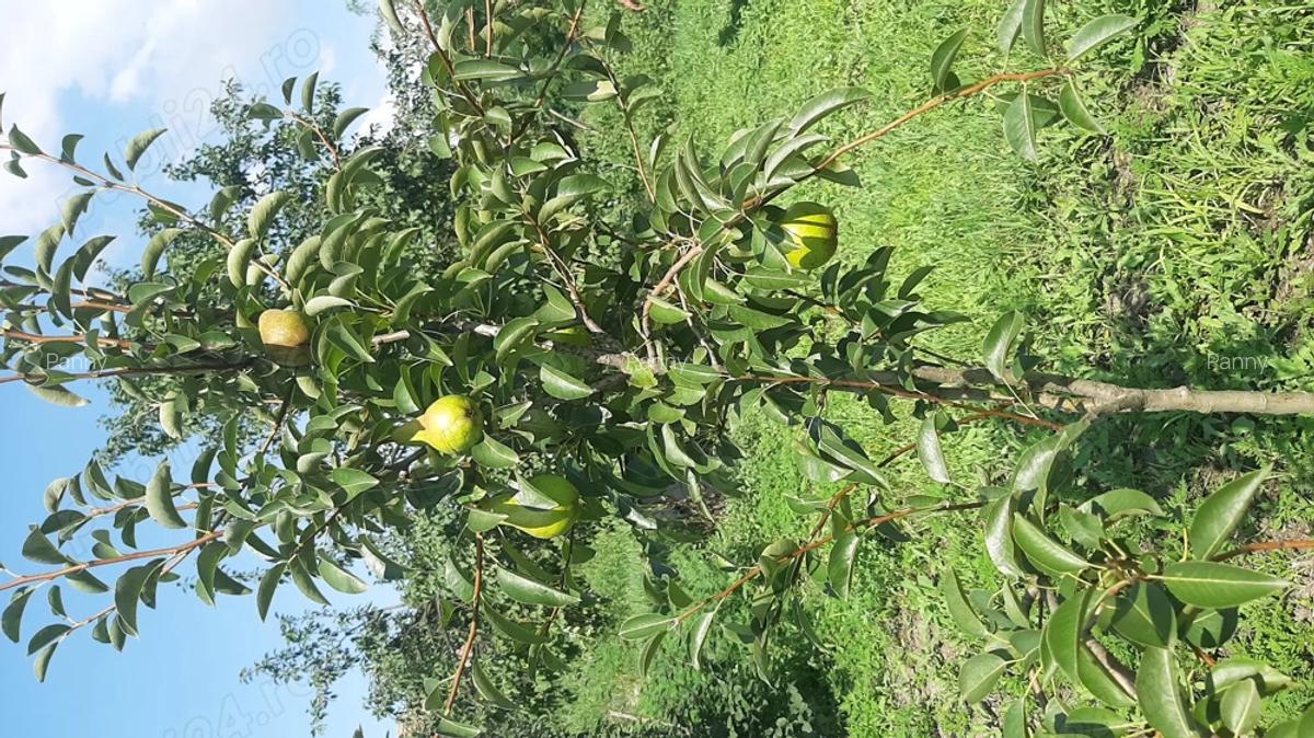 Proprietar Vand Casa in Bihor - 1
